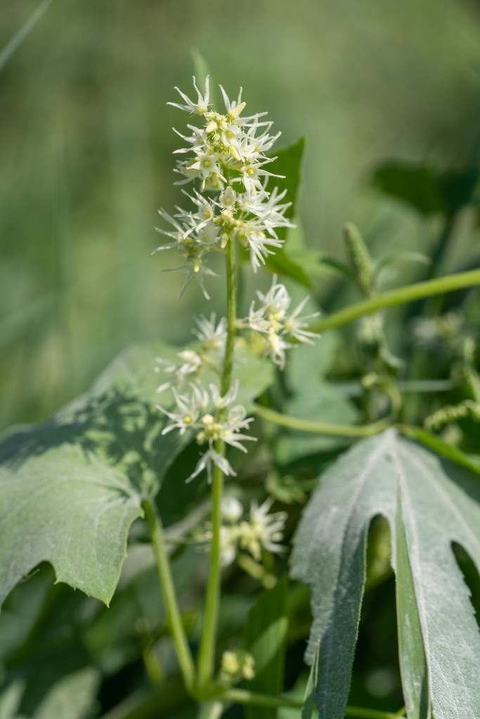 Wild cucumber (Echinocystis lobata)