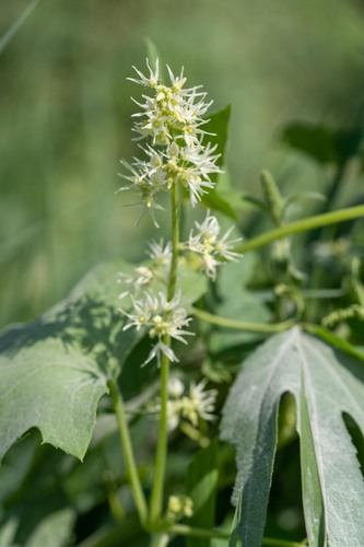 Wild cucumber (Echinocystis lobata)