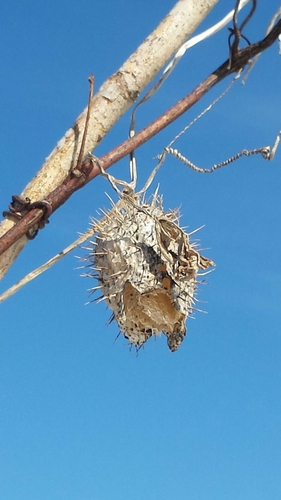 Wild cucumber (Echinocystis lobata)