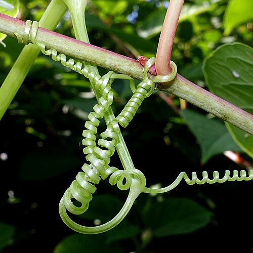 Wild cucumber: Echinocystis lobata; system of tendrils (August); Slovakia
