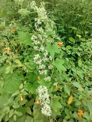 Wild cucumber (Echinocystis lobata)