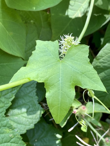 Wild cucumber (Echinocystis lobata)