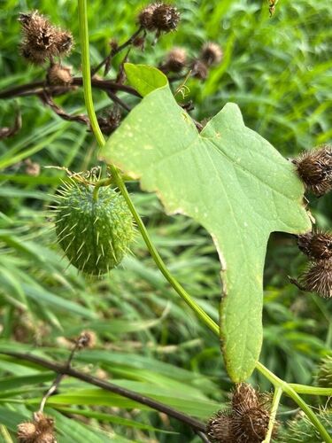 Wild cucumber (Echinocystis lobata)