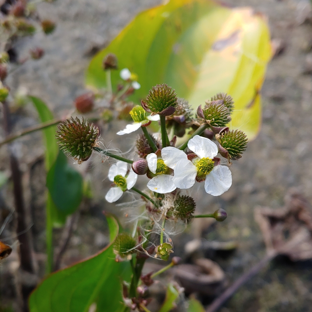 Upright burhead (Echinodorus berteroi)