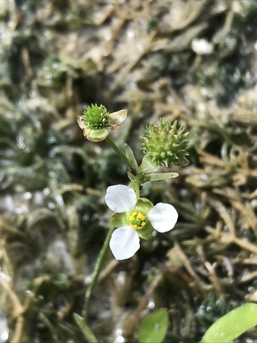 Upright burhead (Echinodorus berteroi)