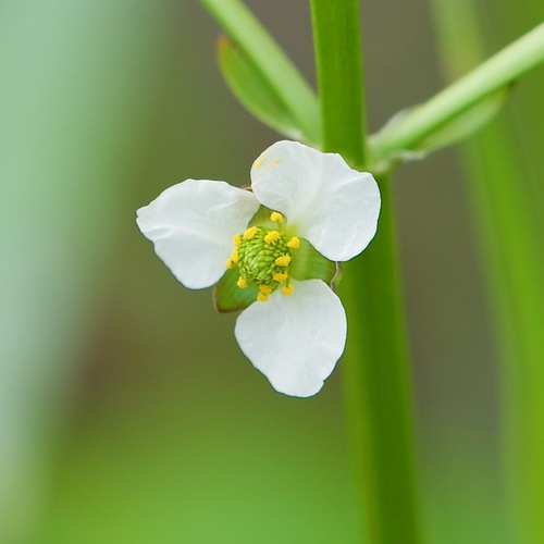 Upright burhead (Echinodorus berteroi)
