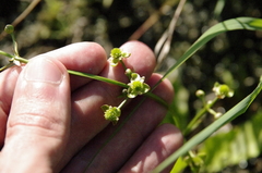 Upright burhead (Echinodorus berteroi)