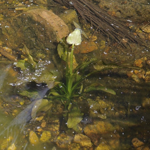 Upright burhead (Echinodorus berteroi)