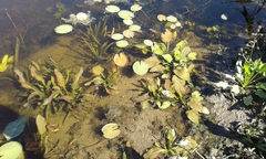 Upright burhead (Echinodorus berteroi)