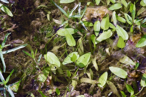 Upright burhead (Echinodorus berteroi)