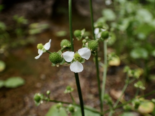 Upright burhead (Echinodorus berteroi)