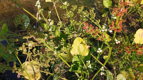 Upright burhead (Echinodorus berteroi)
