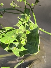 Upright burhead (Echinodorus berteroi)