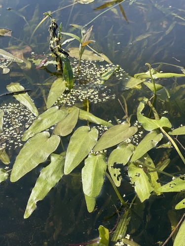 Upright burhead (Echinodorus berteroi)