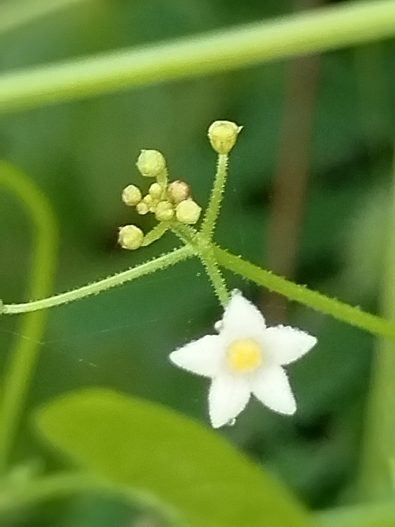 Echinopepon cirrhopedunculatus (Echinopepon cirrhopedunculatus)