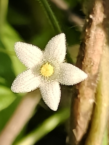Echinopepon cirrhopedunculatus (Echinopepon cirrhopedunculatus)