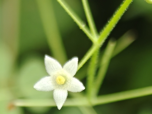 Echinopepon cirrhopedunculatus (Echinopepon cirrhopedunculatus)