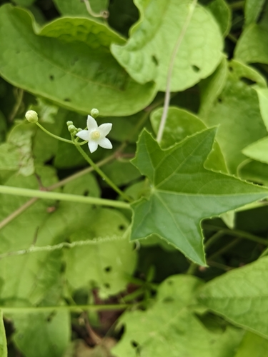Echinopepon cirrhopedunculatus (Echinopepon cirrhopedunculatus)
