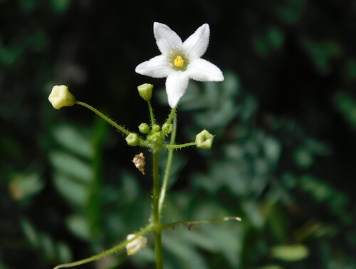 Echinopepon minimus (Echinopepon minimus)