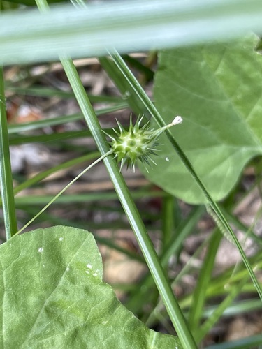 Echinopepon minimus (Echinopepon minimus)