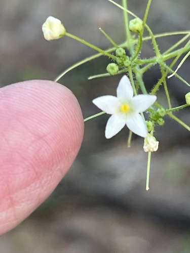 Echinopepon minimus (Echinopepon minimus)