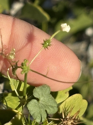 Echinopepon minimus (Echinopepon minimus)