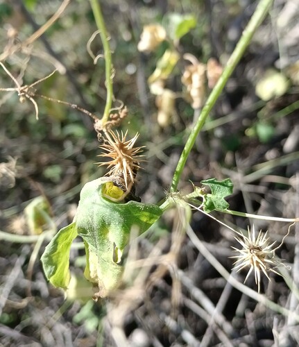 Echinopepon minimus (Echinopepon minimus)