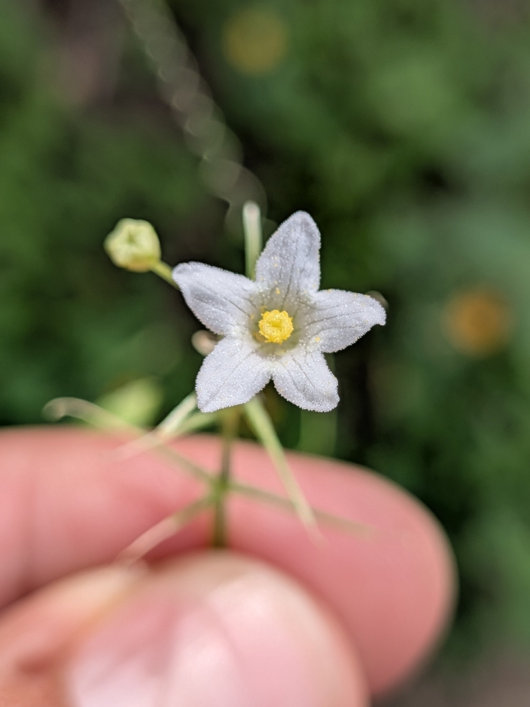 Echinopepon minimus (Echinopepon minimus)