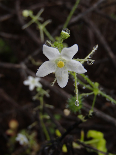 Echinopepon minimus (Echinopepon minimus)