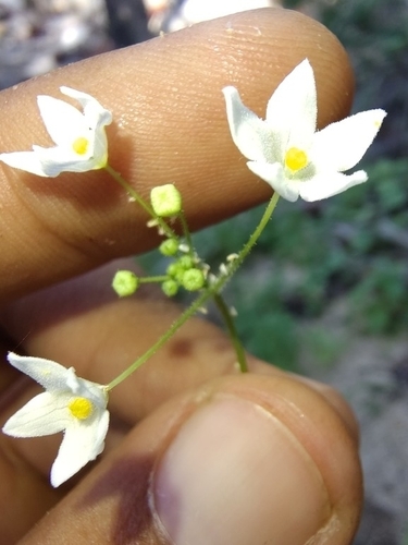 Echinopepon minimus (Echinopepon minimus)