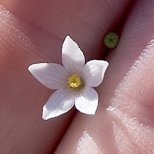 Echinopepon minimus (Echinopepon minimus)
