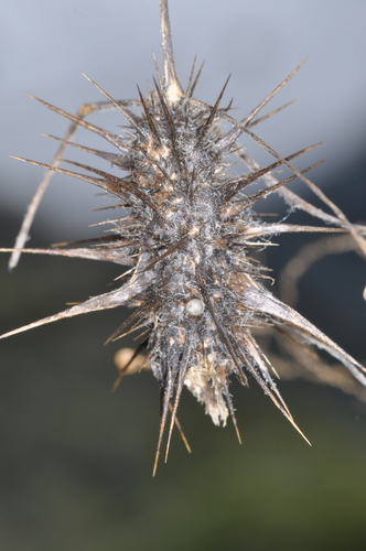Echinopepon racemosus (Echinopepon racemosus)