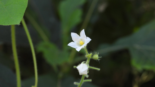 Echinopepon racemosus (Echinopepon racemosus)