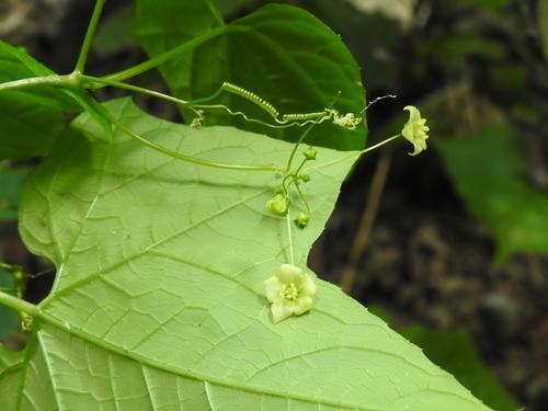 Echinopepon racemosus (Echinopepon racemosus)