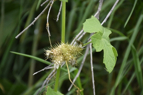 Echinopepon racemosus (Echinopepon racemosus)