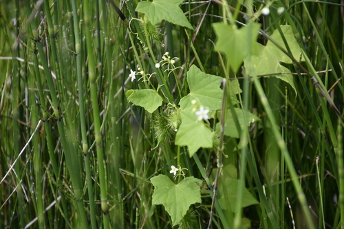 Echinopepon racemosus (Echinopepon racemosus)