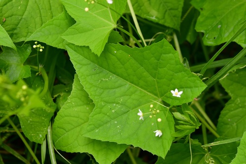 Echinopepon racemosus (Echinopepon racemosus)