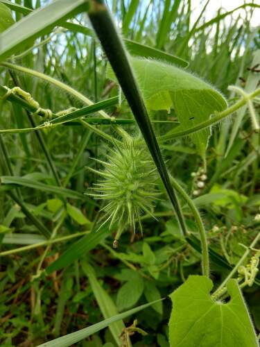 Echinopepon racemosus (Echinopepon racemosus)