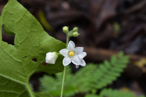 Echinopepon racemosus (Echinopepon racemosus)