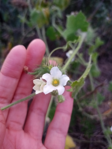 Echinopepon racemosus (Echinopepon racemosus)