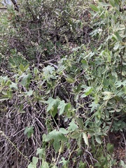 Wild balsam apple (Echinopepon wrightii)