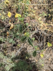 Wild balsam apple (Echinopepon wrightii)