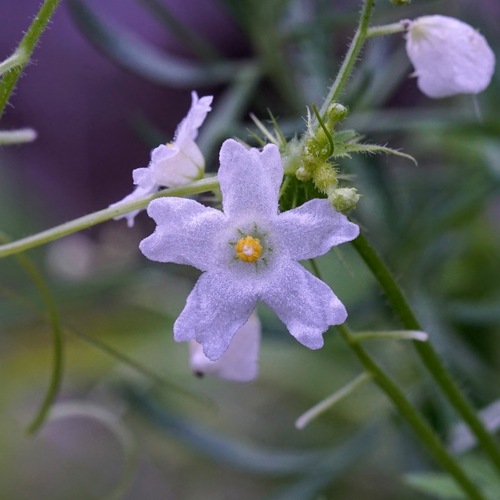 Wild balsam apple (Echinopepon wrightii)