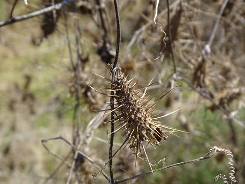 Wild balsam apple (Echinopepon wrightii)
