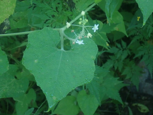 Wild balsam apple (Echinopepon wrightii)