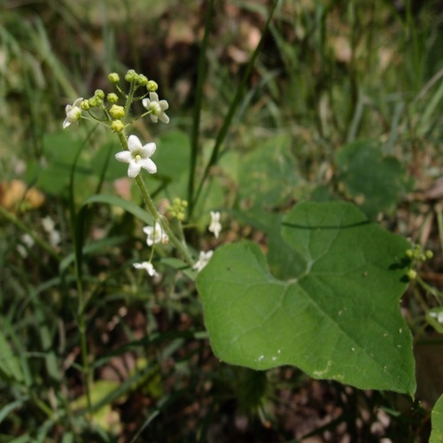 Wild balsam apple (Echinopepon wrightii)