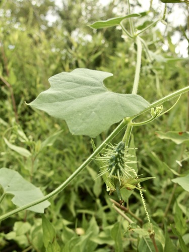 Wild balsam apple (Echinopepon wrightii)