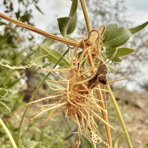 Wild balsam apple (Echinopepon wrightii)