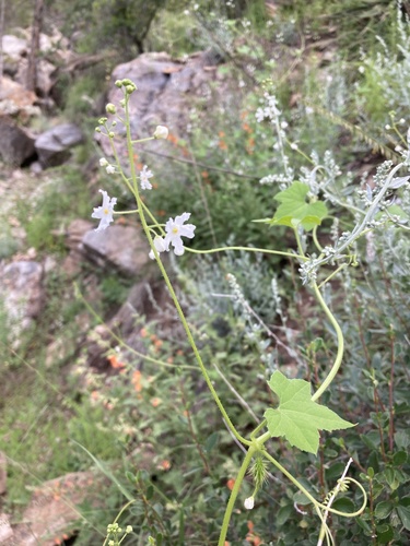 Wild balsam apple (Echinopepon wrightii)