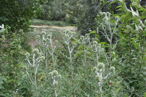 Great globethistle (Echinops sphaerocephalus)